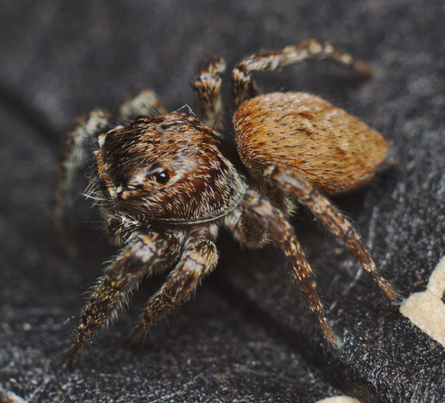 Evarcha falcata