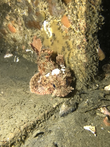 California Scorpionfish