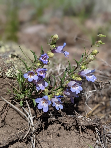Penstemon crandallii