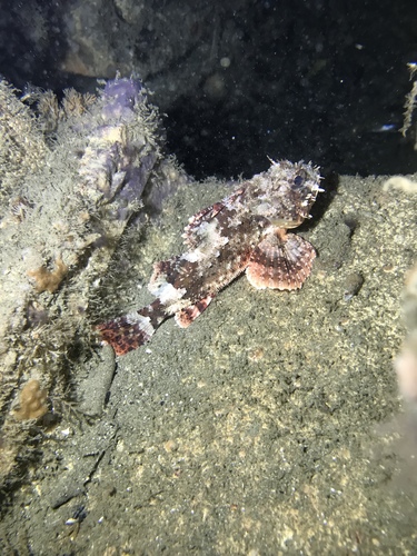 California Scorpionfish