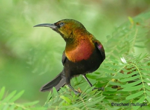 Copper Sunbird