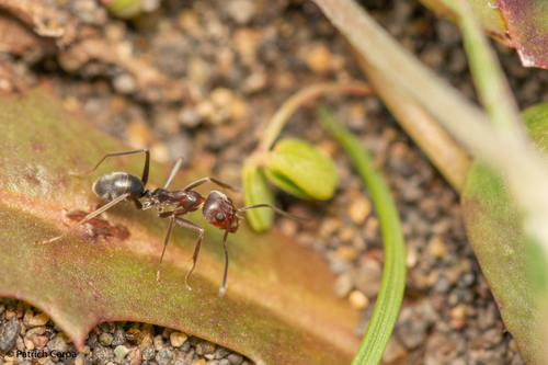 Dorymyrmex pappodesDorymyrmex pappodes