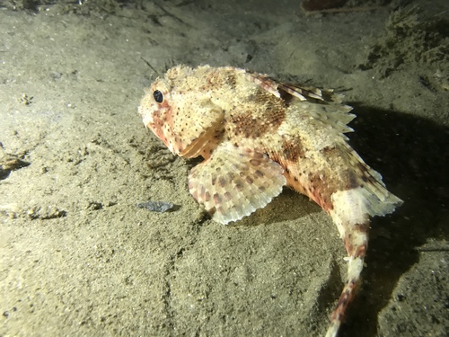 California Scorpionfish