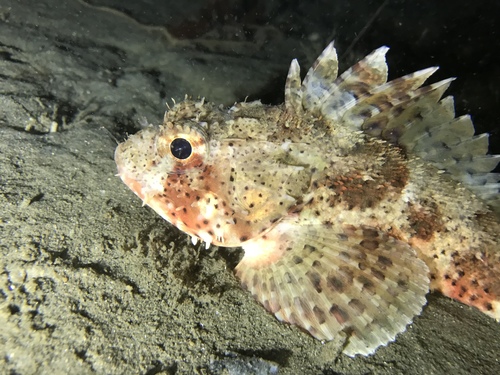 California Scorpionfish