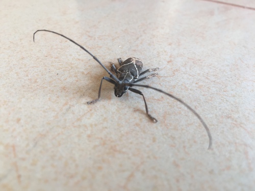 Monochamus x-fulvum