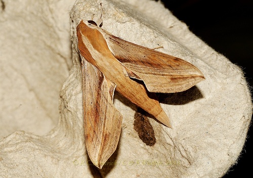 Swinhoe's Striated Hawkmoth