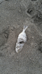 Salema