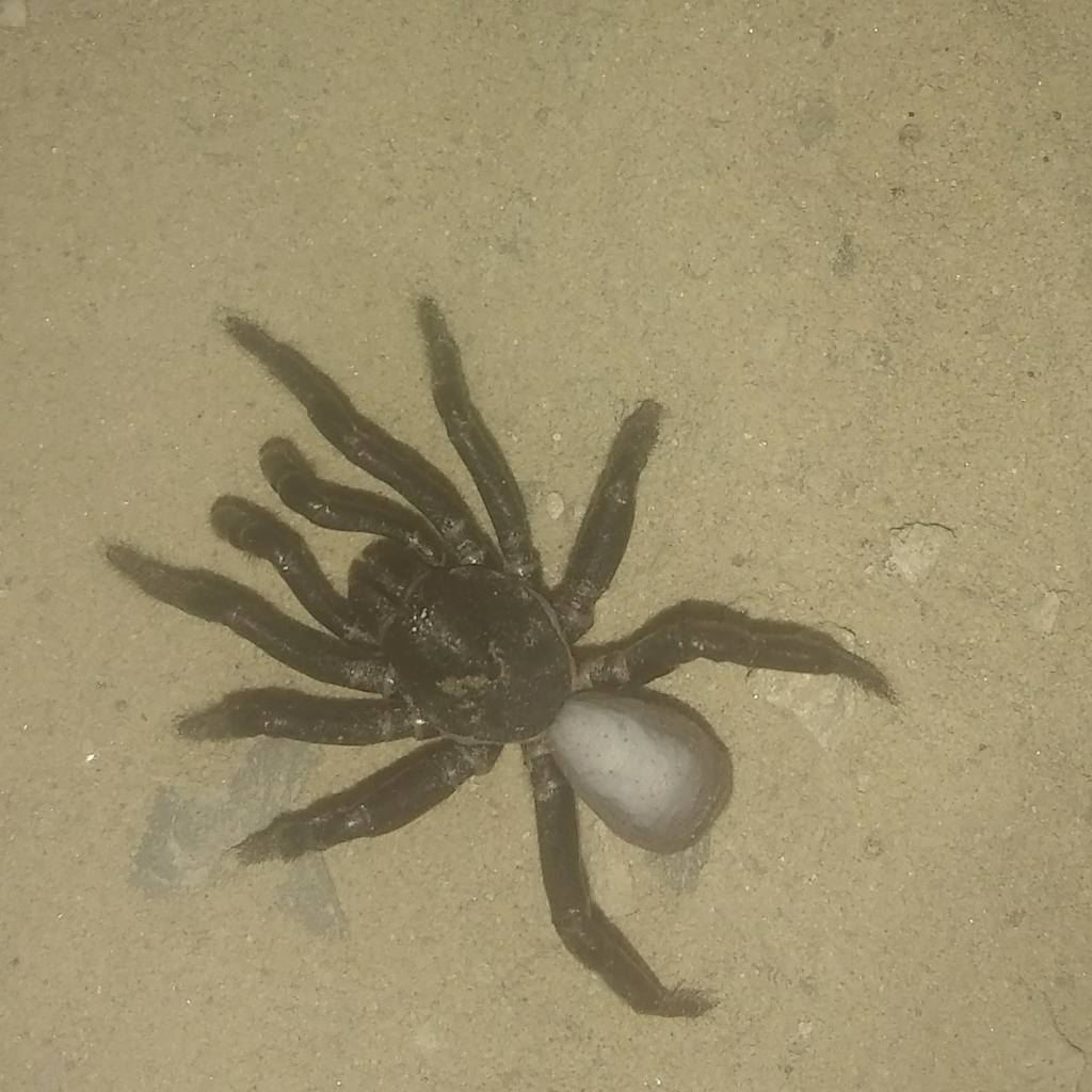 Ummidia funerea from Lampazos de Naranjo, N.L., México on June 12, 2021 ...