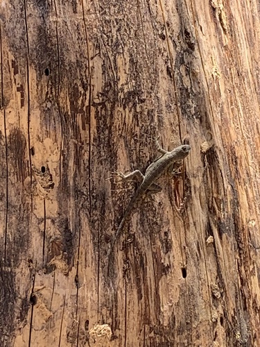 photo of Western Fence Lizard (Sceloporus occidentalis)