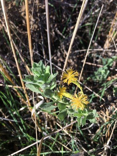 iNaturalist observation photo of Coastal Goldenbush