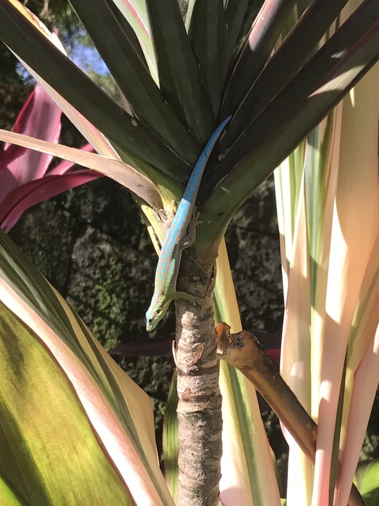 bluetail-day-gecko-from-trou-aux-biches-golf-course-triolet