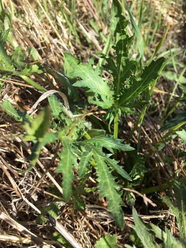 iNaturalist observation photo of Sharp-toothed Sanicle