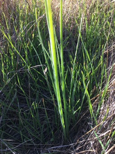 iNaturalist observation photo of goldenstar