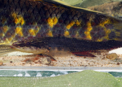 Crimsontip Gudgeon — seen at this dive site