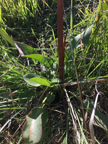 iNaturalist observation photo of curled dock