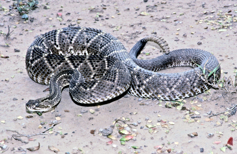 neotropical rattlesnake