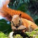 Red-tailed Squirrel - Photo (c) ELI RIOS, all rights reserved
