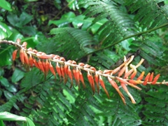 Pitcairnia brittoniana image