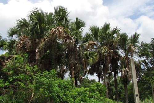 Thatch Palmetto