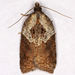 Acleris keiferi - Photo (c) Gary McDonald, all rights reserved, uploaded by Gary McDonald
