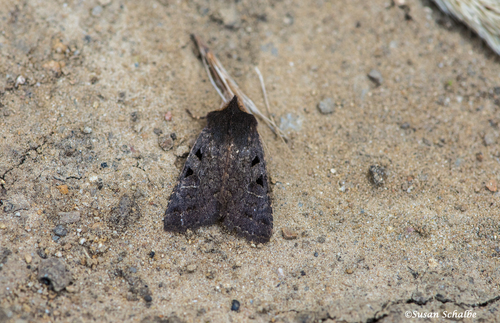 iNaturalist observation photo of Orthosia praeses