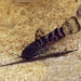 Megalechis picta - Photo (c) john lenagan, todos los derechos reservados, subido por john lenagan