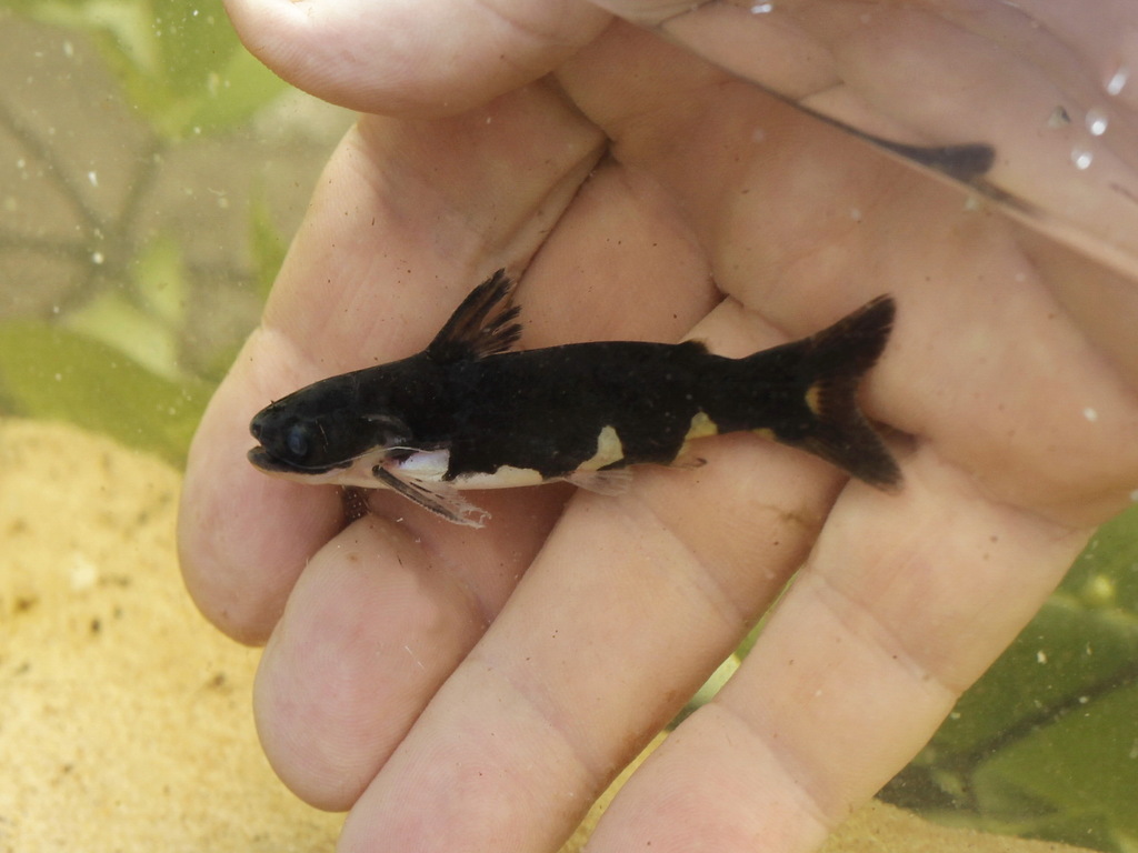 NINJA WOOD CATFISH (tatia musaica)