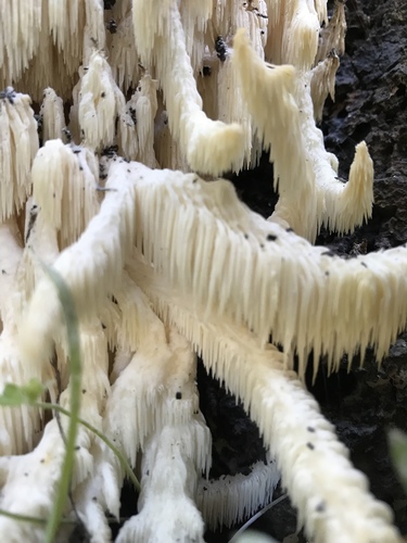 Coral tooth fungus
