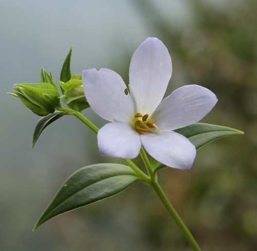 Exacum pallidum