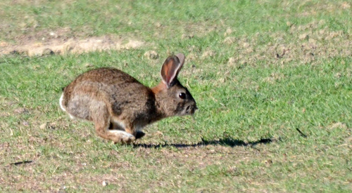 Brush Rabbit