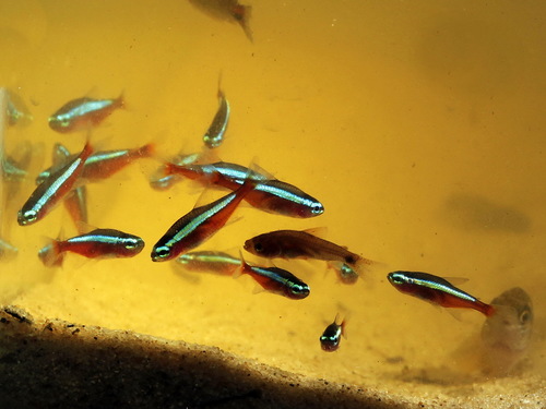 Paracheirodon axelrodi
