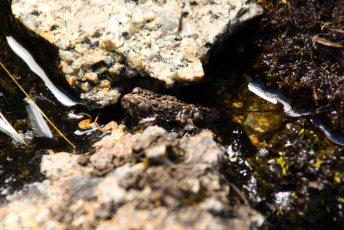 iNaturalist observation photo of Yosemite Toad