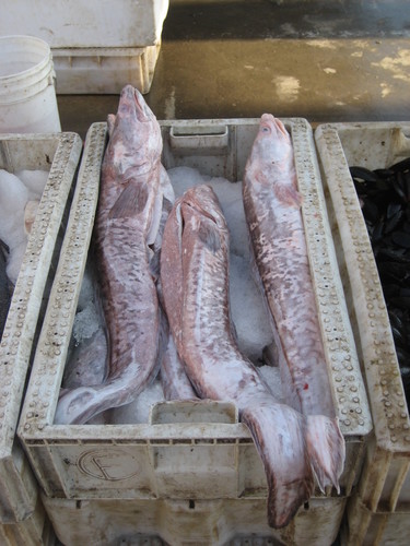 Pink Ling (Genypterus blacodes) · iNaturalist