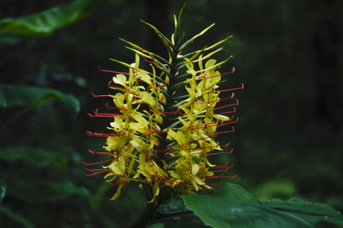 Kahili ginger