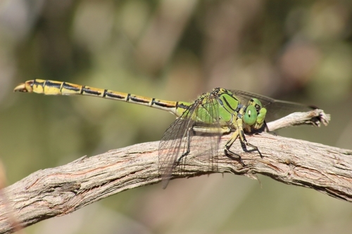 Ophiogomphus caudoforcipus