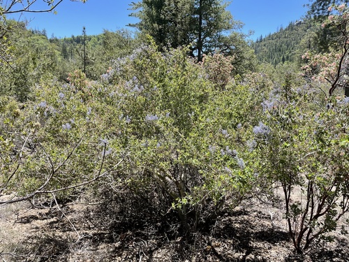 iNaturalist observation photo of chaparral whitethorn