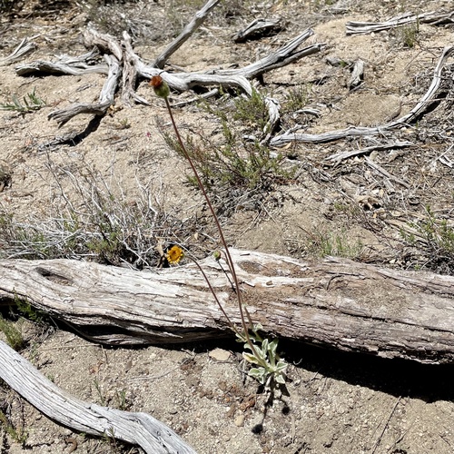 iNaturalist observation photo of pumice alpinegold