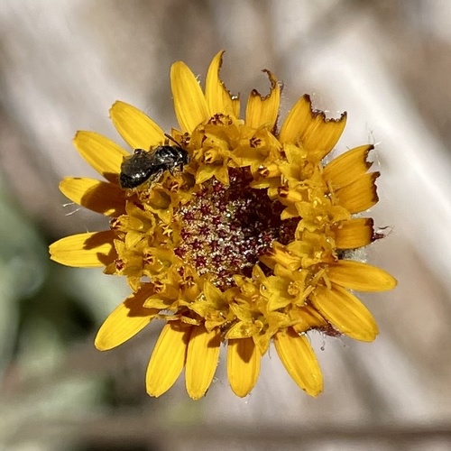 iNaturalist observation photo of Zadontomerus