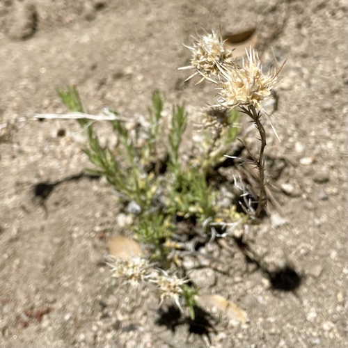 iNaturalist observation photo of giant woollystar