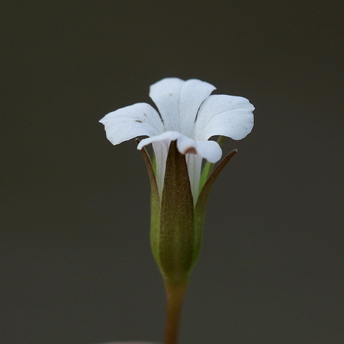 Mecardonia acuminata var. peninsularis