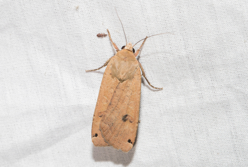 Large Yellow Underwing (Noctua pronuba)