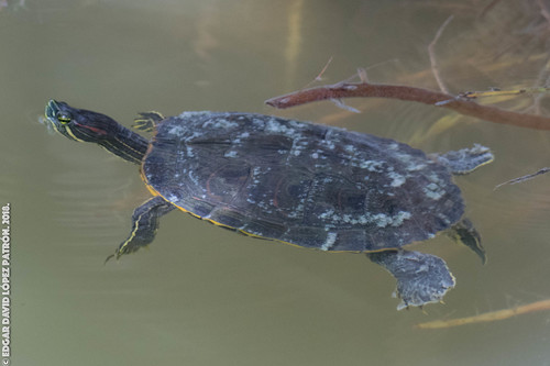 Mesoamerican Slider