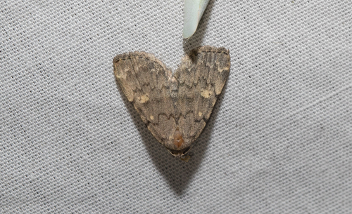 Common Idia Moth (Idia aemula)
