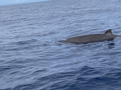 Dense-beaked Whale
