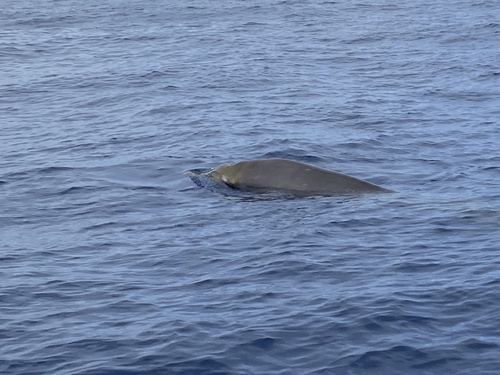 Dense-beaked Whale