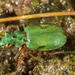 Delta Green Ground Beetle - Photo (c) Alice Abela, all rights reserved