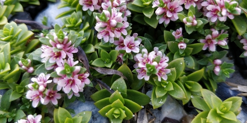 Sea Milkwort