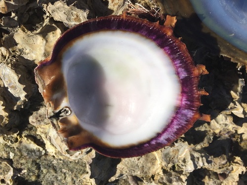 Donkey Thorny Oyster