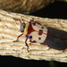 Polydictya tricolor - Photo (c) Kawin Jiaranaisakul, all rights reserved
