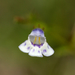 Lindernia dubia anagallidea - Photo (c) Eric Hunt, todos os direitos reservados